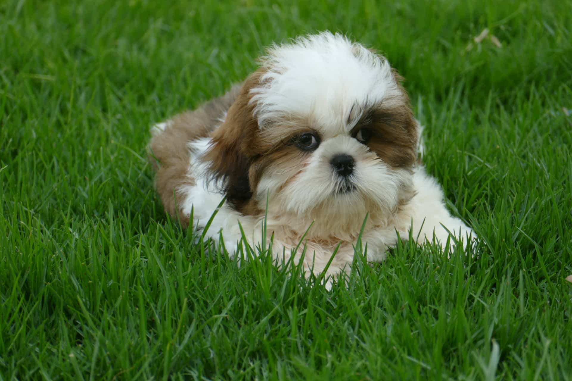 shih tzu cachorros venta