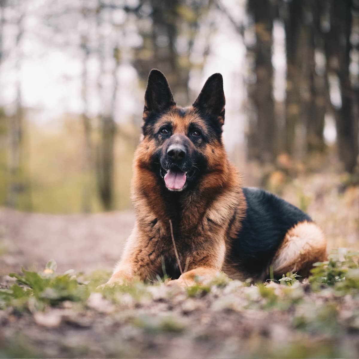 short haired german shepherd dog