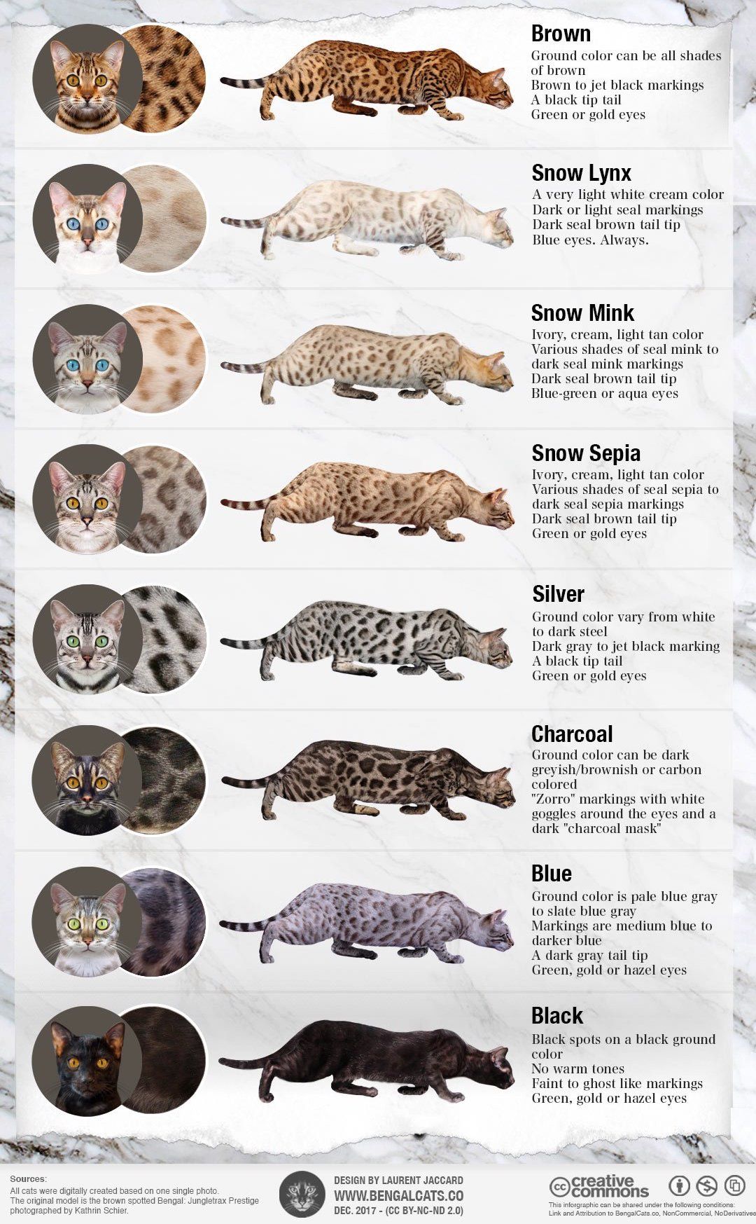 silver bengal cat