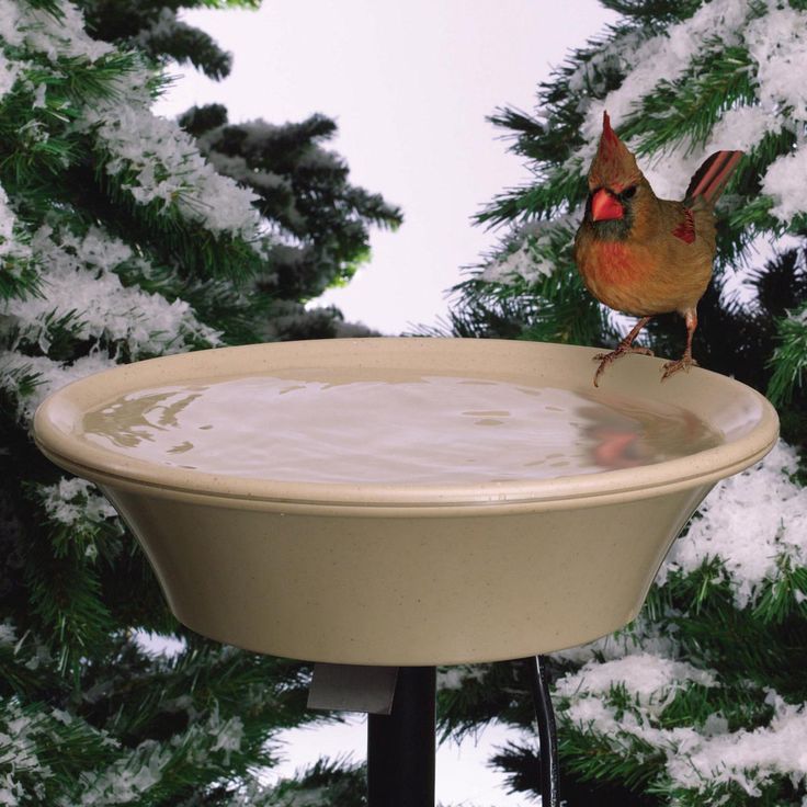 solar heated birdbath