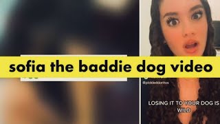 sophia the baddie dog video twitter