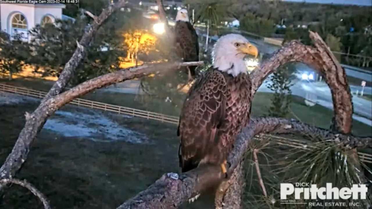 southwest florida eagle cam