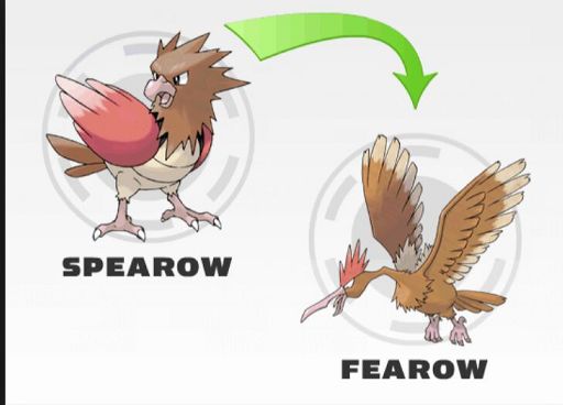 spearow evolution level