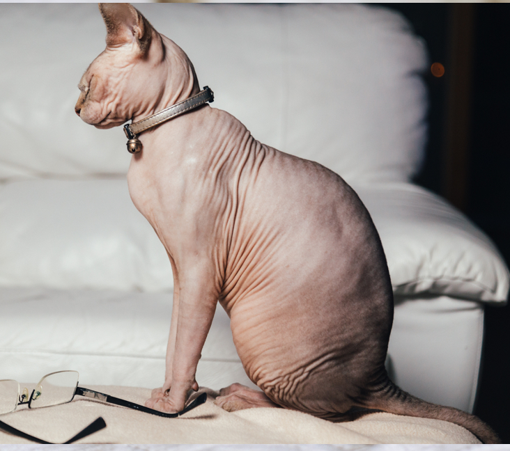 sphynx cat for sale birmingham