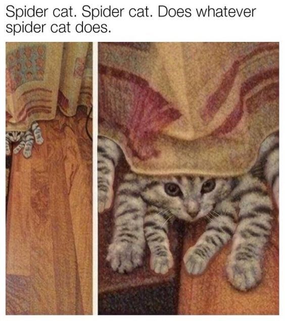 spider cat meme