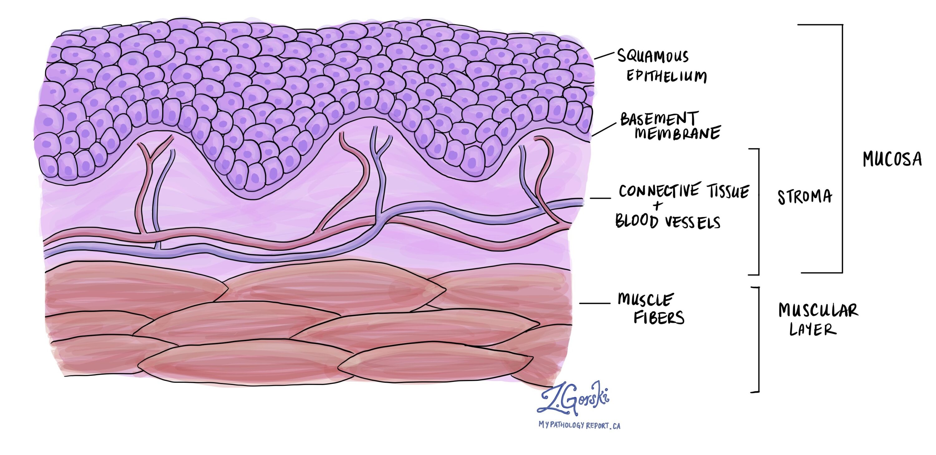 squamous epithelium meaning in hindi