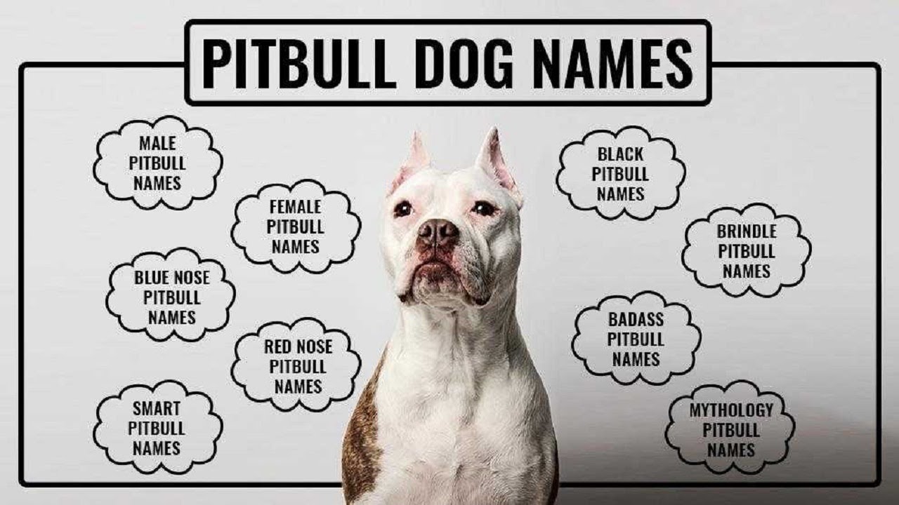 staffordshire bull terrier names female