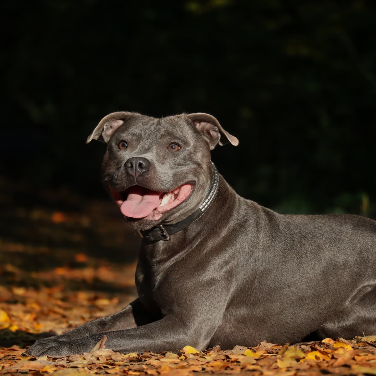 staffordshire bull terrier x pitbull