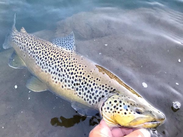 stanislaus river fishing report