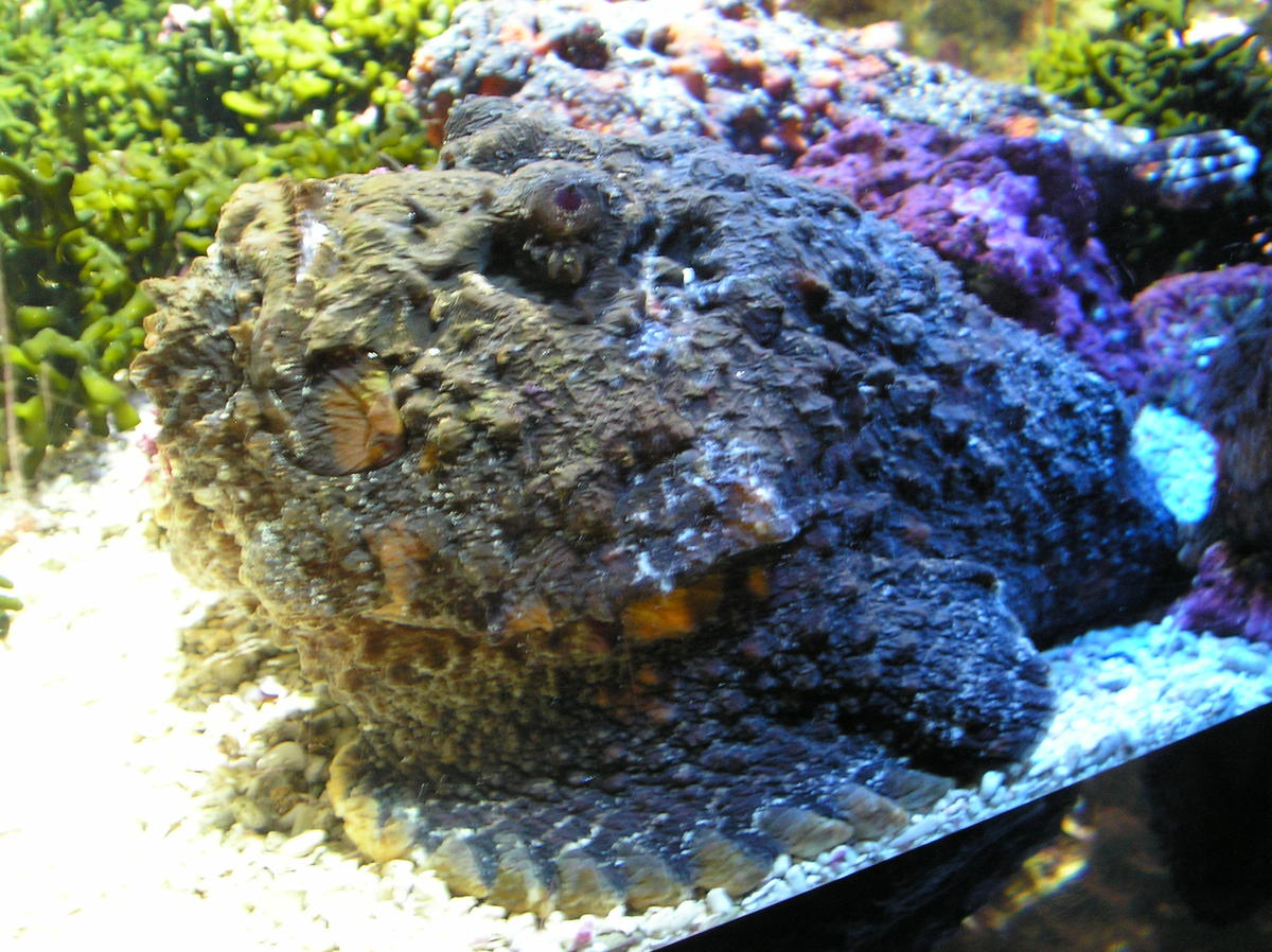 stonefish wiki