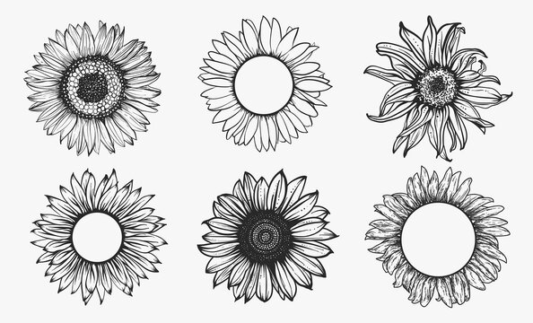 sunflower vector image