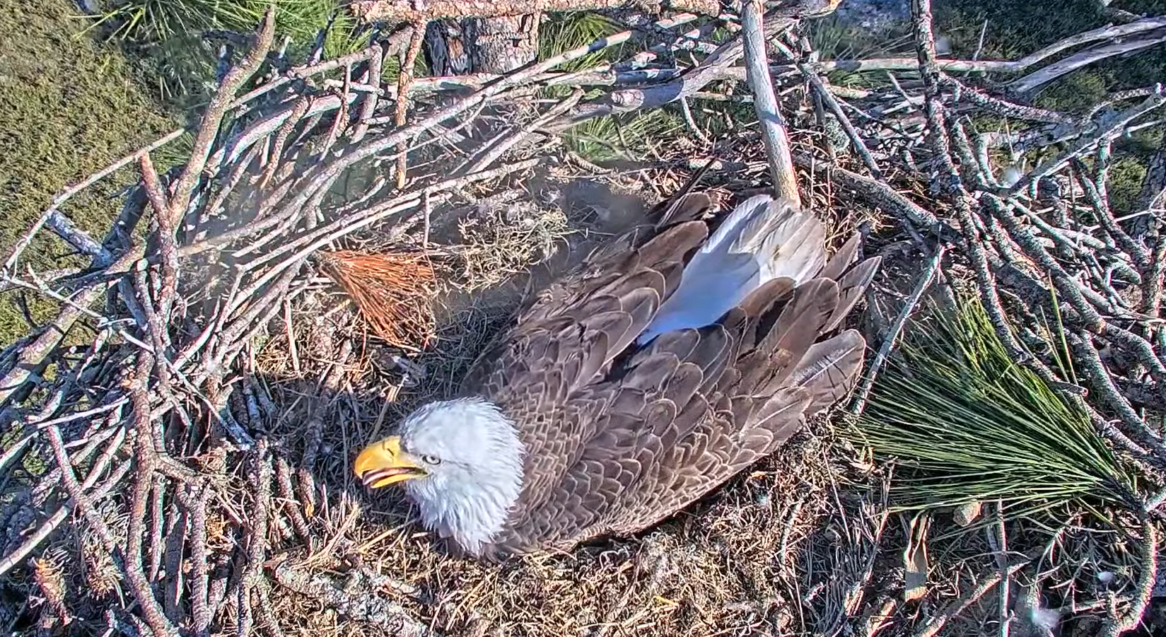 sw eagle cam live