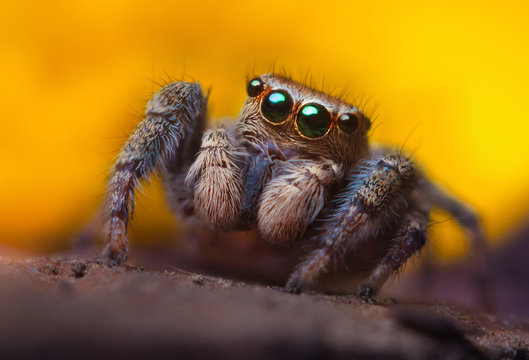 tarantula cute