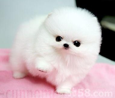teacup small fluffy dogs