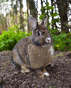 thesaurus rabbit