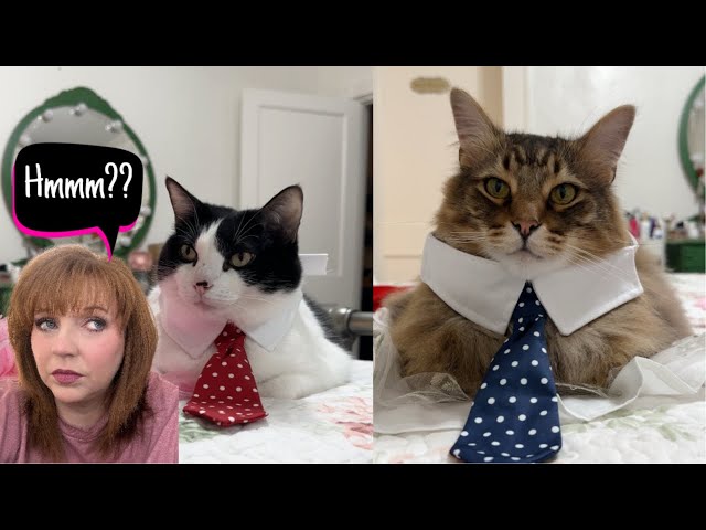 three southern cats youtube