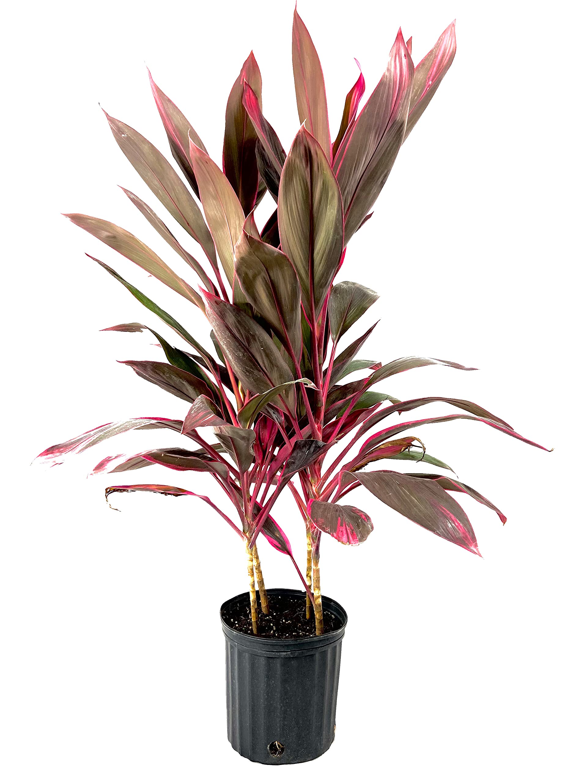 ti cordyline