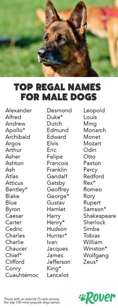 top 100 staffy dog names male