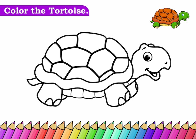 tortoise color image