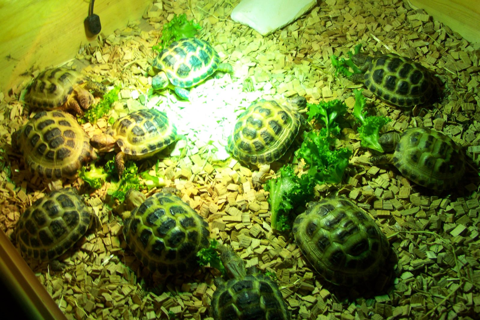 tortoise preloved