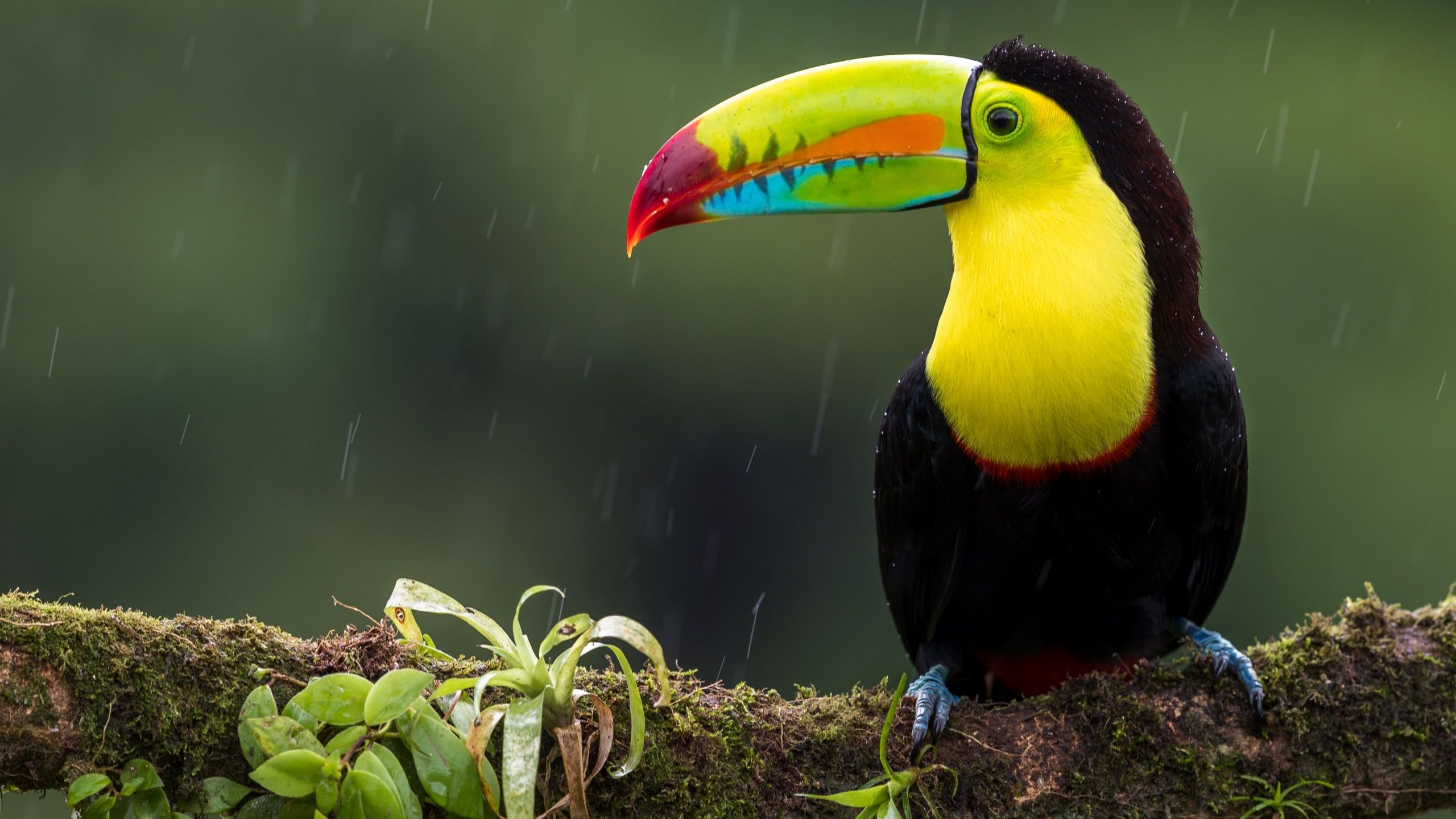 toucan fact file