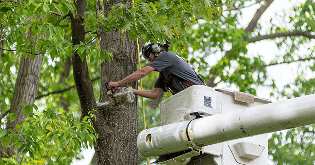 tree removal services near me