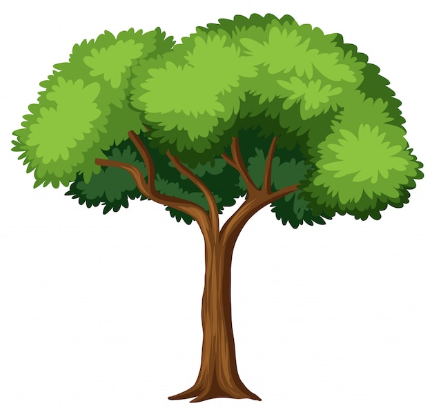 tree vector graphic