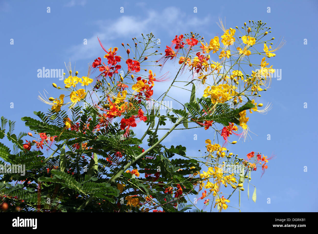 tropical flowering tree dan word