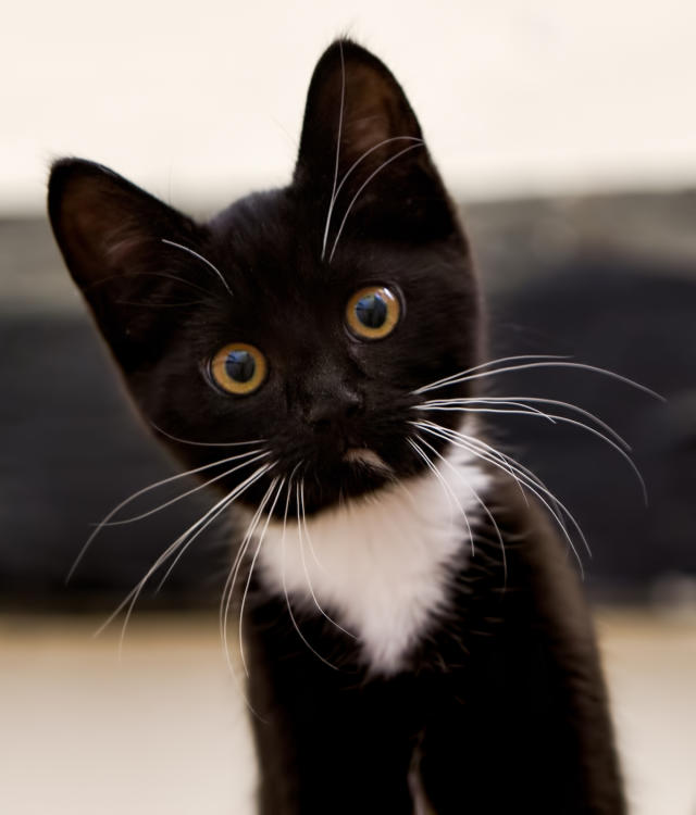 tuxedo cat kitten