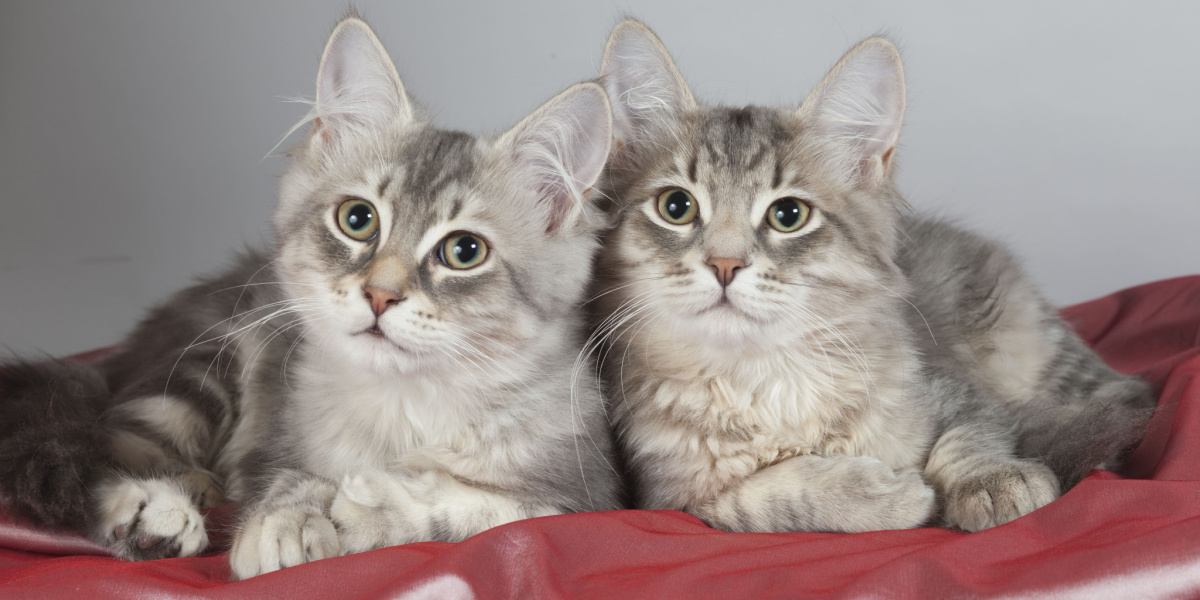 twin cat