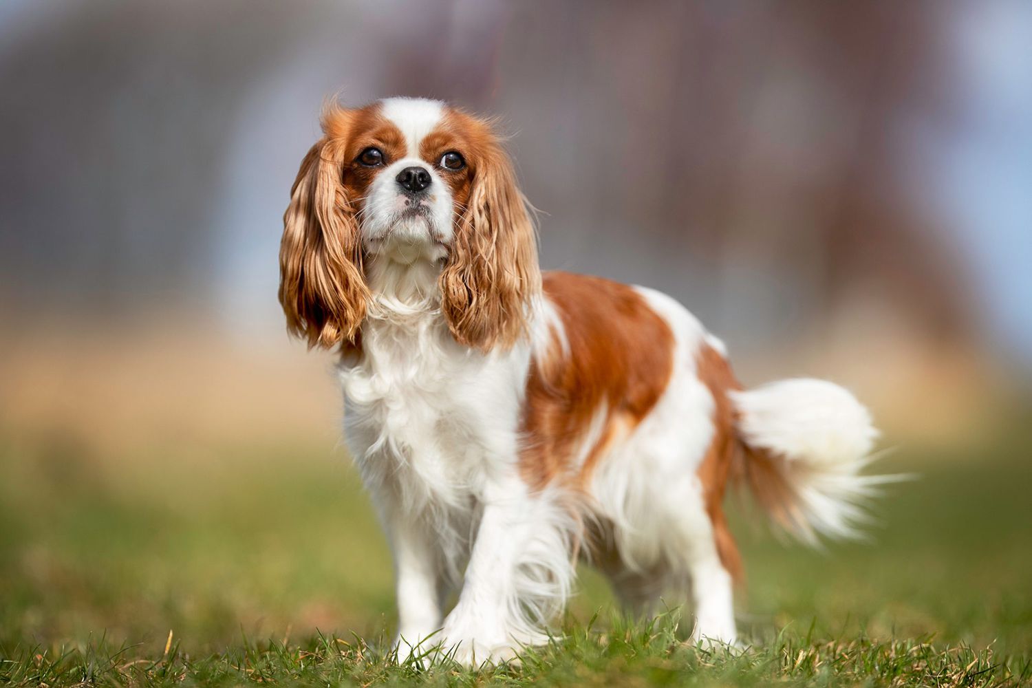 types of spaniel dog breeds