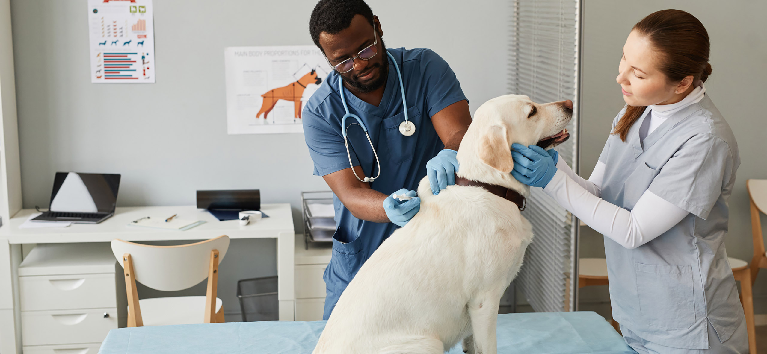 vet assistant jobs near me