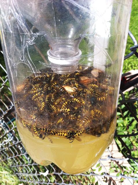 wasp trap homemade