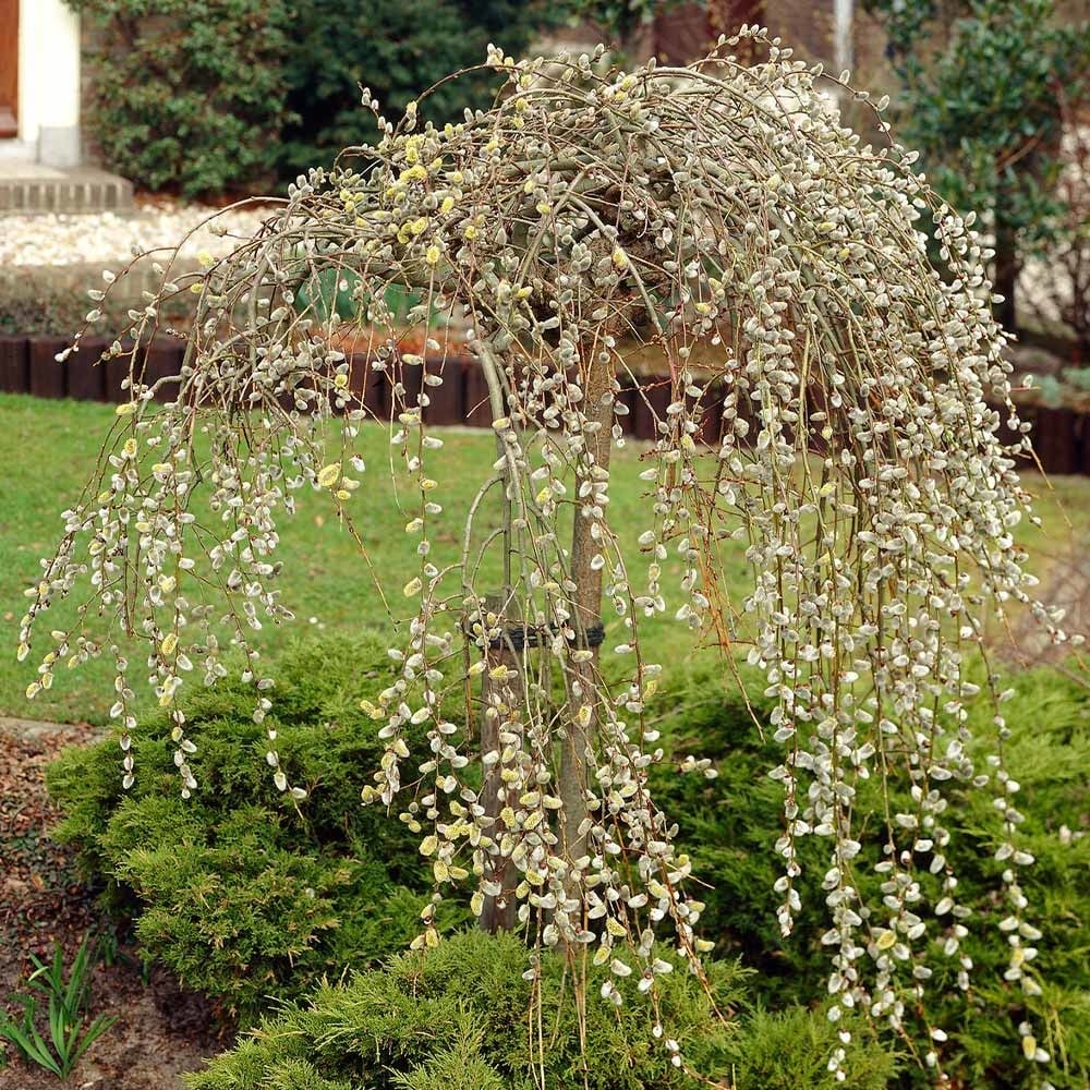 weeping pussy willow tree for sale