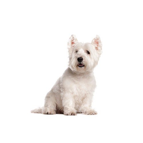 westie puppies for sale