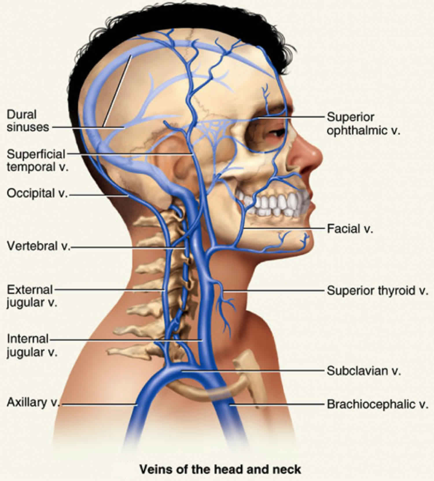 where is the jugular vein