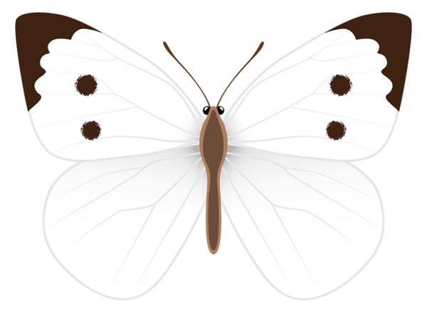 white butterfly clipart