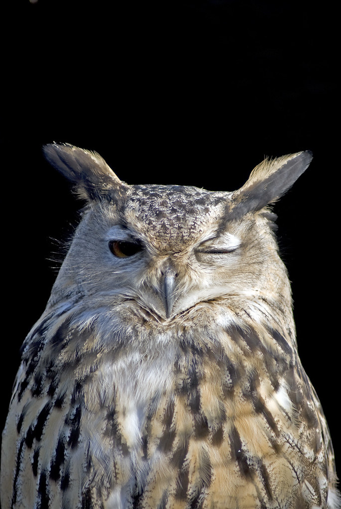 winking owl