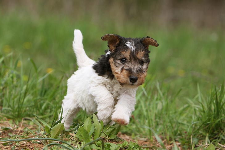 wire fox terrier for sale