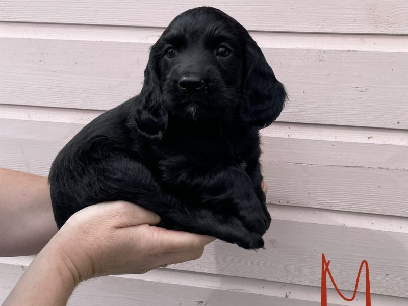 working cocker spaniel for sale