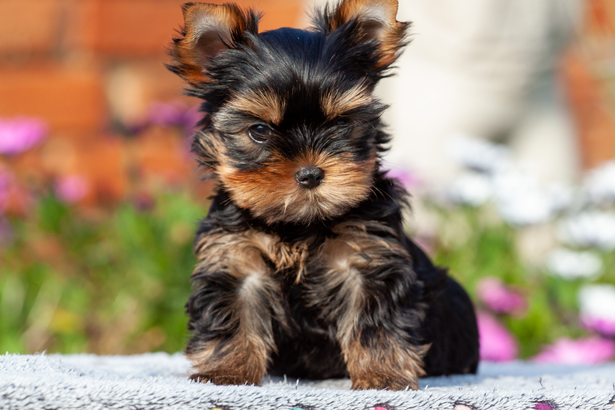 yorkshire terriers pups